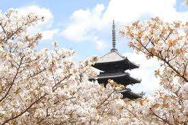 桜の名所「仁和寺」