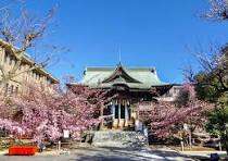 桜神宮